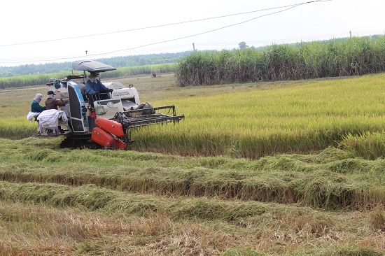 Cần có doanh nghiệp “đầu tàu” dẫn dắt chuỗi liên kết